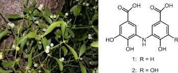 Attēlu rezultāti vaicājumam “Viscum album leaf”