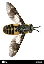 Attēlu rezultāti vaicājumam “Chrysops”