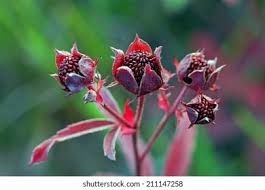 Attēlu rezultāti vaicājumam “Comarum palustre leaf”