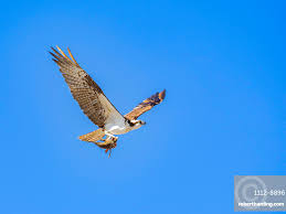 Image result for Pandion haliaetus