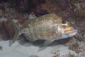 Image result for Calamus bajonado