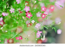 Attēlu rezultāti vaicājumam “Gypsophila muralis fruit”