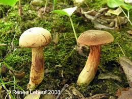 Attēlu rezultāti vaicājumam “Xerocomus subtomentosus”