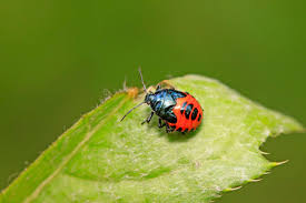 Attēlu rezultāti vaicājumam “Zicrona caerulea”