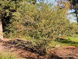 Attēlu rezultāti vaicājumam “Cotoneaster multiflorus leaf”