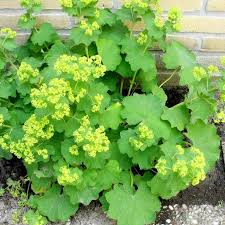 Image result for Alchemilla mollis