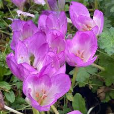 Attēlu rezultāti vaicājumam “Colchicum autumnale”