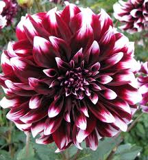 Image result for Dahlia x pinnata `Decorative Giants`