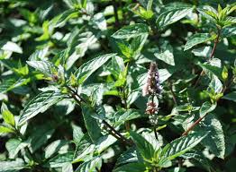 Image result for Mentha piperita