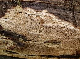 Attēlu rezultāti vaicājumam “Antrodia sinuosa”