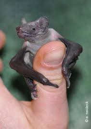 Attēlu rezultāti vaicājumam “Nyctalus noctula”