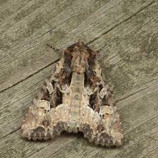 Attēlu rezultāti vaicājumam “Apamea remissa”