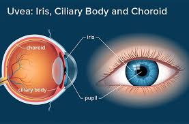 Image result for Iris