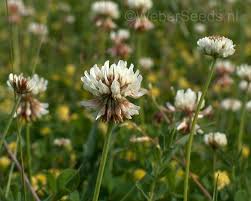 Attēlu rezultāti vaicājumam “Trifolium repens flower”