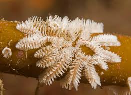 Attēlu rezultāti vaicājumam “Bryozoa”