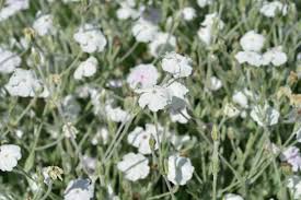 Image result for Lychnis coronaria alba