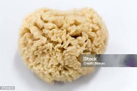 Attēlu rezultāti vaicājumam “Spongia”