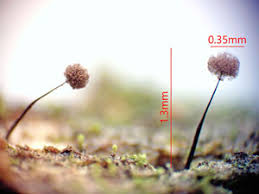 Attēlu rezultāti vaicājumam “Collaria rubens”