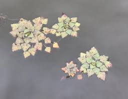 Attēlu rezultāti vaicājumam “Trapa natans leaf”