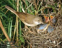 Attēlu rezultāti vaicājumam “Sylvia communis”