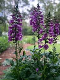 Attēlu rezultāti vaicājumam “Digitalis purpurea”