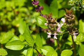 Attēlu rezultāti vaicājumam “Ocimum basilicum flower”