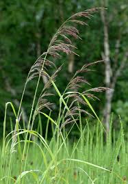 Attēlu rezultāti vaicājumam “Calamagrostis purpurea”