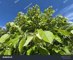 Attēlu rezultāti vaicājumam “Tilia tomentosa leaf”