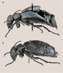 Attēlu rezultāti vaicājumam “Meloe sp.”