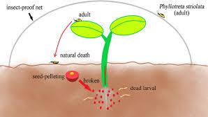 Attēlu rezultāti vaicājumam “Phyllotreta sp.”