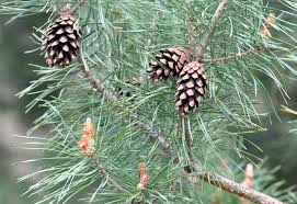 Attēlu rezultāti vaicājumam “Pinus sylvestris var. turfosa”