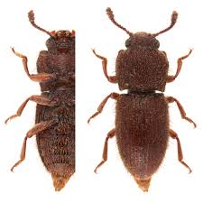 Attēlu rezultāti vaicājumam “Erotylidae”