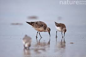 Attēlu rezultāti vaicājumam “Calidris canutus”