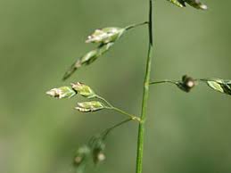 Attēlu rezultāti vaicājumam “Poa trivialis flower”
