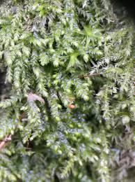 Attēlu rezultāti vaicājumam “Leskea polycarpa”