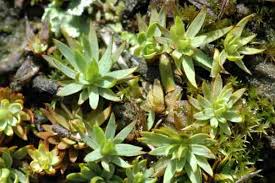 Attēlu rezultāti vaicājumam “Pogonatum urnigerum macro”