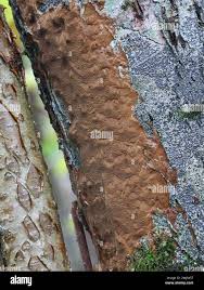 Attēlu rezultāti vaicājumam “Phellinus ferruginosus”