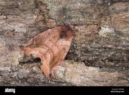 Attēlu rezultāti vaicājumam “Cosmia pyralina”