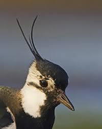 Attēlu rezultāti vaicājumam “Vanellus vanellus adult”