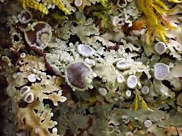 Attēlu rezultāti vaicājumam “Physconia distorta”