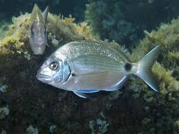 Image result for Diplodus sargus