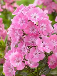 Image result for Phlox (großblumig)