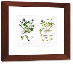 Attēlu rezultāti vaicājumam “Viola reichenbachiana”