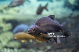 Image result for Abramis brama