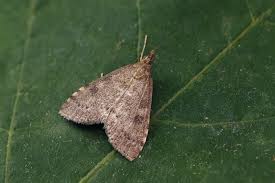 Attēlu rezultāti vaicājumam “Udea prunalis”