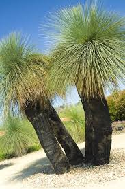 Attēlu rezultāti vaicājumam “Xanthorrhoeaceae”