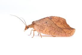 Attēlu rezultāti vaicājumam “Drepanepteryx phalaenoides”