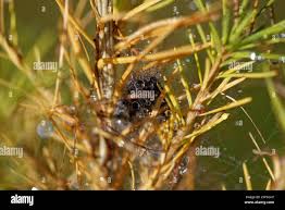 Attēlu rezultāti vaicājumam “Araneus diadematus eggs”