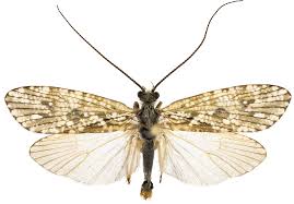 Attēlu rezultāti vaicājumam “Phryganeidae”