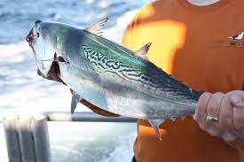 Image result for Euthynnus alletteratus